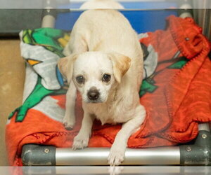 Beagle-Unknown Mix Dogs for adoption in Martinez, CA, USA