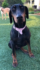 Doberman Pinscher Dogs for adoption in Mission Viejo, CA, USA