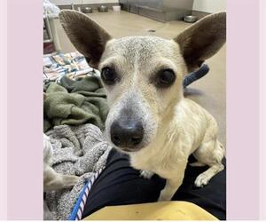 Chihuahua-Unknown Mix Dogs for adoption in Sacramento, CA, USA