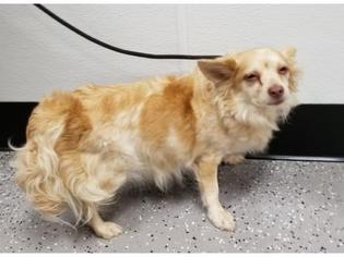 Paperanian Dogs for adoption in Henderson, NV, USA