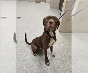 American Pit Bull Terrier-Unknown Mix Dogs for adoption in Conroe, TX, USA