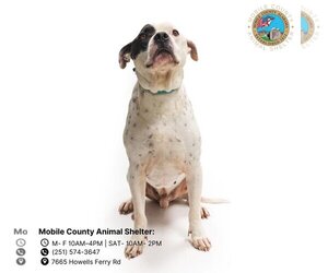 Bulldog Dogs for adoption in Mobile, AL, USA