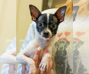 Chihuahua-Unknown Mix Dogs for adoption in Bridgewater, NJ, USA