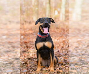 Shepweiller Dogs for adoption in Spring Lake, NJ, USA