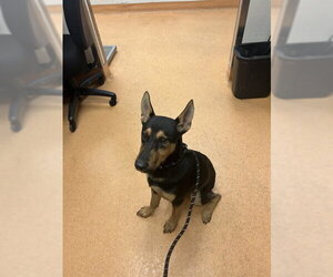 German Shepherd Dog-Unknown Mix Dogs for adoption in Martinez, CA, USA