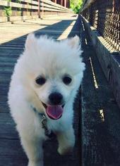 Pomeranian Dogs for adoption in Forest, VA, USA