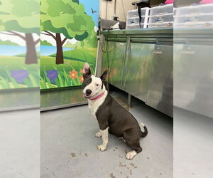 Bull Terrier-Staffordshire Bull Terrier Mix Dogs for adoption in Waco, TX, USA