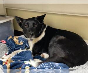 Border Collie Dogs for adoption in Denver, CO, USA