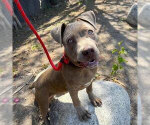 American Pit Bull Terrier Dogs for adoption in Long Beach, CA, USA