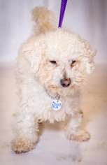 Poochon Dogs for adoption in Pequot Lakes, MN, USA