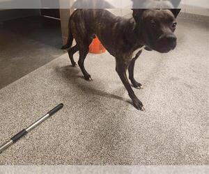 - Mix Dogs for adoption in Houston, TX, USA