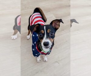 Rat-Cha Dogs for adoption in Tempe , AZ, USA