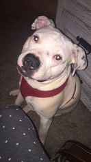Bulldog Dogs for adoption in Dothan, AL, USA