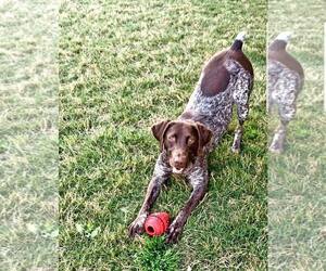 German Shorthaired Pointer Dogs for adoption in Wylie, TX, USA