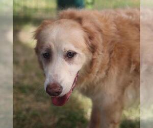 Golden Retriever-Unknown Mix Dogs for adoption in San Antonio, TX, USA