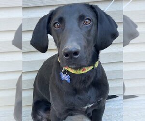 Labrador Retriever-Unknown Mix Dogs for adoption in Springfield, VA, USA