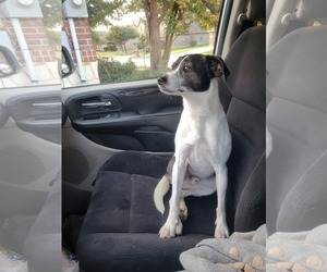 Jack-Rat Terrier Dogs for adoption in McKinney, TX, USA