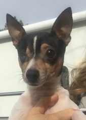 Rat Terrier Dogs for adoption in VACAVILLE, CA, USA