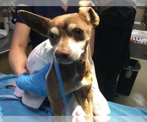 Chihuahua Dogs for adoption in Riverside, CA, USA