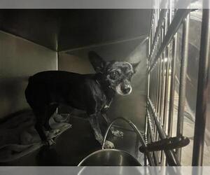 Chihuahua Dogs for adoption in Waco, TX, USA