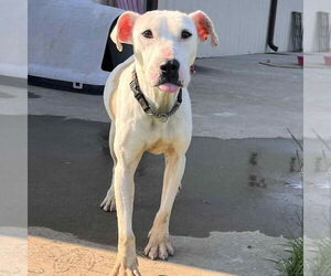 American Staffordshire Terrier-Unknown Mix Dogs for adoption in Bristol, CT, USA