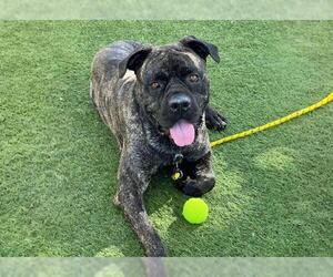 Mutt Dogs for adoption in Las Vegas, NV, USA