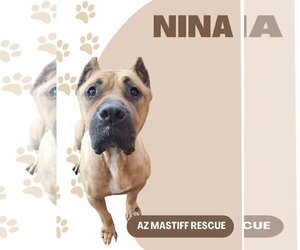 Presa Canario Dogs for adoption in Goodyear, AZ, USA