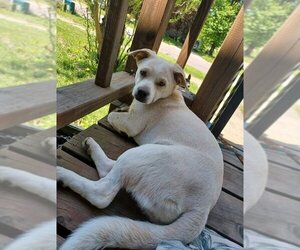 Dachshund-Unknown Mix Dogs for adoption in Mankato, MN, USA