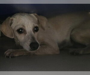 Chihuahua Dogs for adoption in Bakersfield, CA, USA
