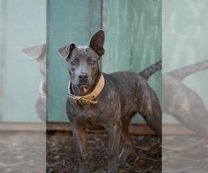 Staffordshire Bull Terrier-Unknown Mix Dogs for adoption in Santa Cruz, CA, USA