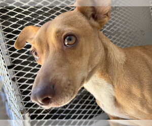 Chihuahua Dogs for adoption in Bakersfield, CA, USA