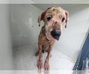 Staffordshire Bull Terrier-Unknown Mix Dogs for adoption in Houston, TX, USA