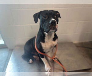American Staffordshire Terrier-Unknown Mix Dogs for adoption in Tavares, FL, USA