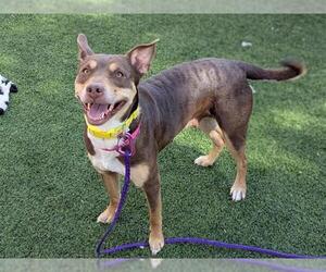 American Pit Bull Terrier-Unknown Mix Dogs for adoption in Las Vegas, NV, USA