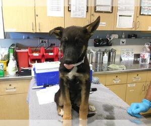 German Shepherd Dog Dogs for adoption in Riverside, CA, USA