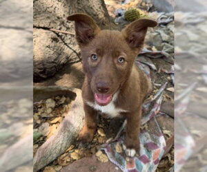 Border Collie-Siberian Husky Mix Dogs for adoption in Ventura, CA, USA