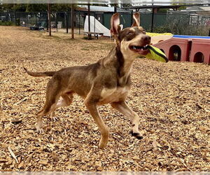 Doberman Pinscher-Unknown Mix Dogs for adoption in Santa Cruz, CA, USA