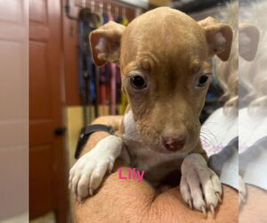 Vizsla-Weimaraner Mix Dogs for adoption in Jackson Township, NJ, USA