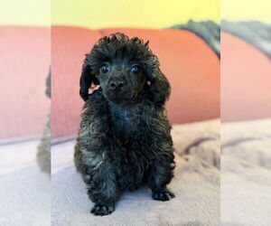 Poodle (Miniature)-Unknown Mix Dogs for adoption in Pacolet, SC, USA