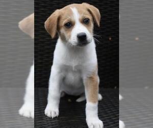 Jack Russell Terrier-Labrador Retriever Mix Dogs for adoption in Coppell, TX, USA