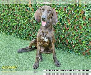 Plott Hound Dogs for adoption in West Palm Beach, FL, USA