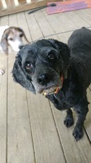 Cocker Spaniel Dogs for adoption in Cincinnati, OH, USA