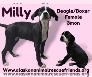 Bogle Dogs for adoption in Anchorage, AK, USA