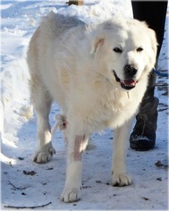 Great Pyrenees Dogs for adoption in Huntington, NY, USA