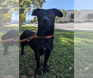 Chiweenie Dogs for adoption in Redlands, CA, USA