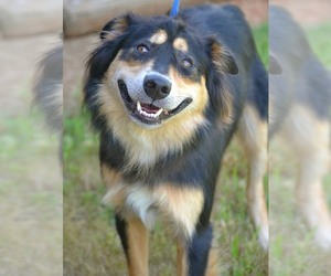 Australian Shepherd Dogs for adoption in Tuscumbia, AL, USA