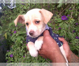 Medium Photo #2 Skye Terrier-Unknown Mix Puppy For Sale in San Diego, CA, USA
