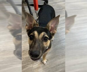 German Shepherd Dog-Unknown Mix Dogs for adoption in Emmett, ID, USA