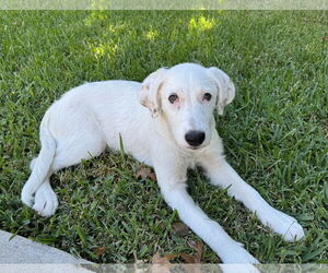 Great Pyrenees-Unknown Mix Dogs for adoption in The Woodlands, TX, USA