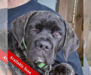 Mutt Dogs for adoption in Huntley, IL, USA